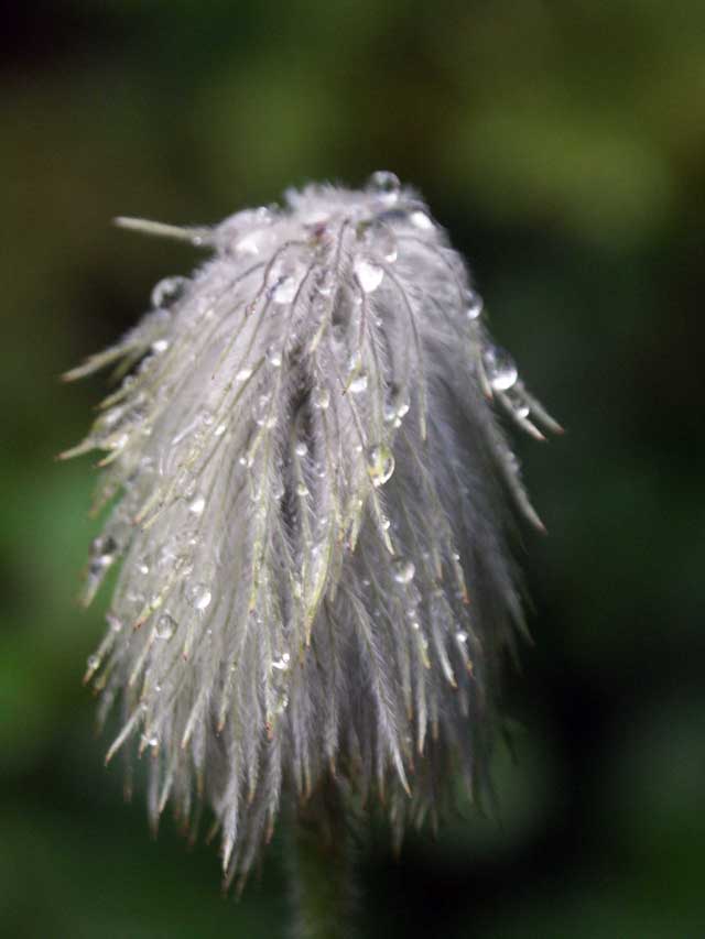 Western Anemone