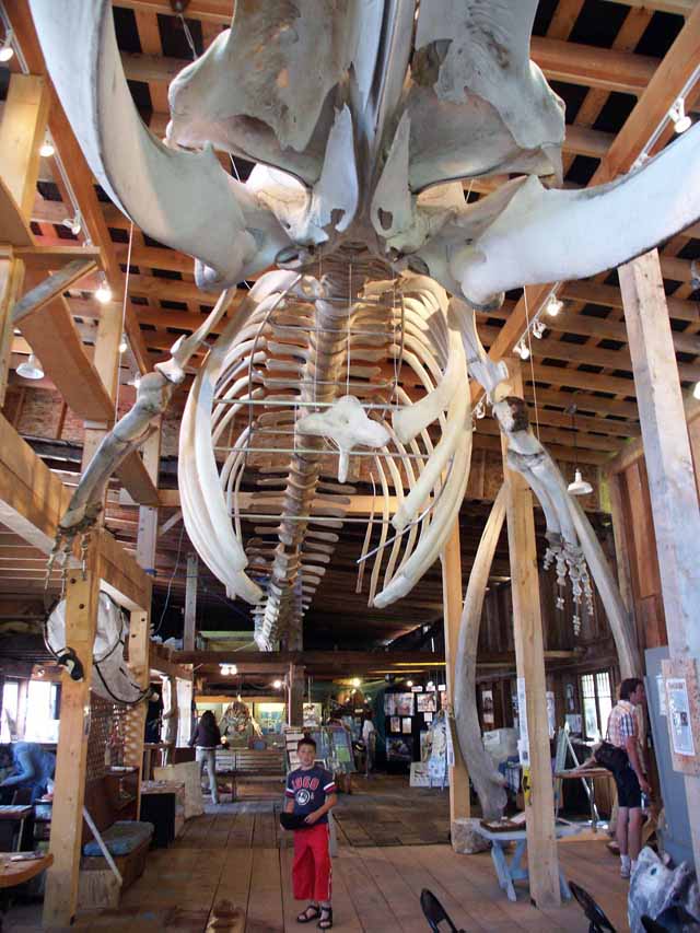 Telegraph Cove Museum