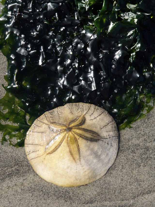 Sand Dollars