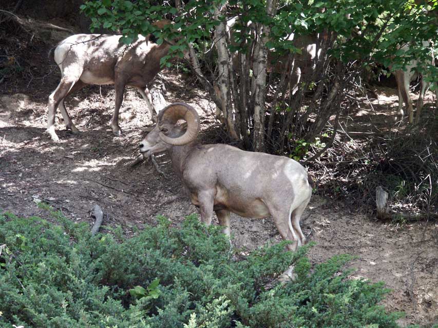 Bighorn Sheep