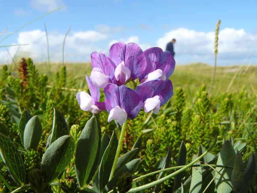 Natuurschoon