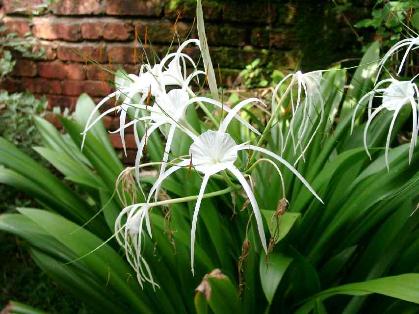 witte bloem